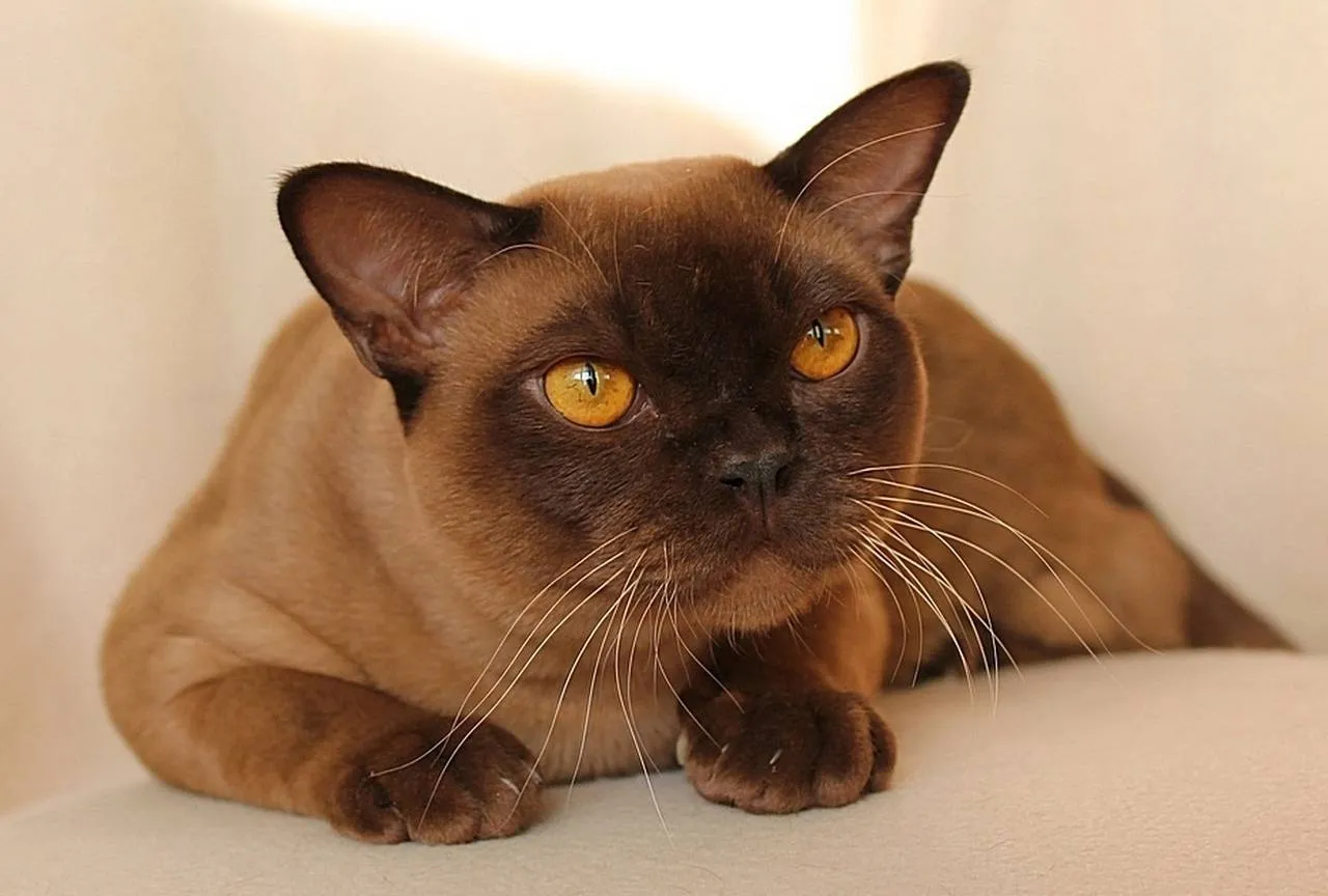 Породы коричневых котов. Бурма кошка. Европейская Бурма. Бурманская кошка европейская. Европейская короткошёрстная Бурма.