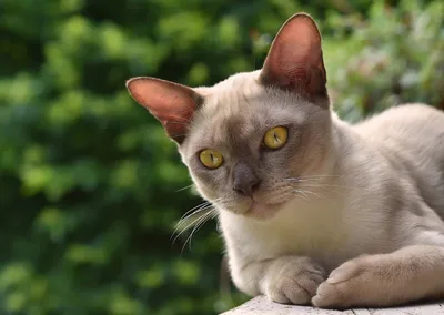 Узнайте больше о породе кошек Бурма на красивых фото