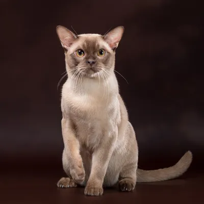 Настоящая красота: фото кошек породы Бурма