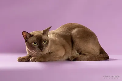 Бурмы на фото: прекрасные кошки во всей красе