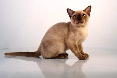 Фотографии кошек породы Бурма: выберите изображение для своего дома