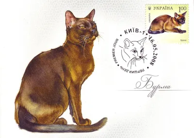 Фотки кошек породы Бурма: невероятно милые и умные животные