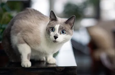 Фото кошек породы Бурма: узнайте, почему они так популярны