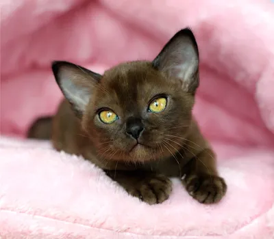 Бурмы на фотографиях: узнайте больше о этой породе кошек