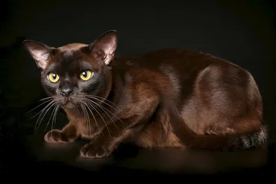 Кошки породы Бурма на фото: красивые и умные животные для вашего дома