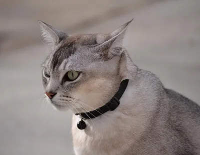 Фото кошки породы Бурмилла для любителей кошек