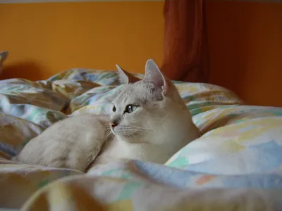 Фотографии бурмиллы: красота и грация кошки