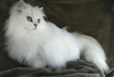 Фотографии бурмиллы: кот, который украсит вашу жизнь