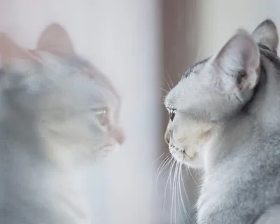 Фото бурмиллы: красивые моменты из жизни кошки