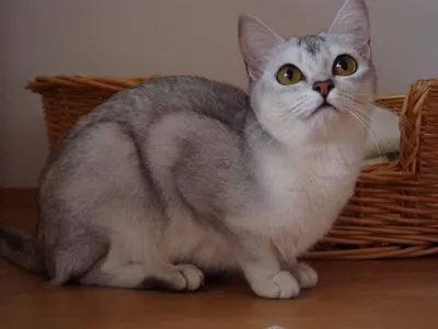 Фотографии бурмиллы: невероятная красота кошки