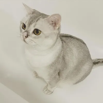 Красивые кошки породы бурмилла: фото на любой вкус