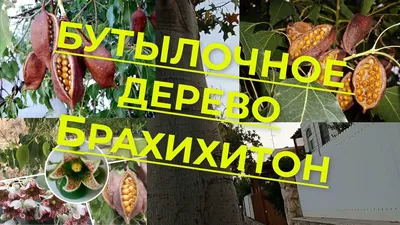 Рисунок бутылочного дерева в стиле арт: скачайте его бесплатно для использования.