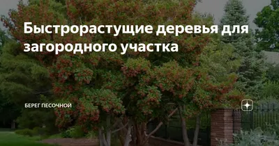 Быстрорастущие деревья на фото: свидетели природы в развитии