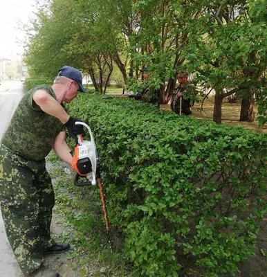 Скачать бесплатно 4K фотографию быстрорастущего дерева