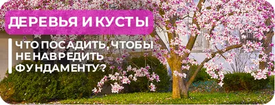 Фоновый рисунок быстрорастущих деревьев