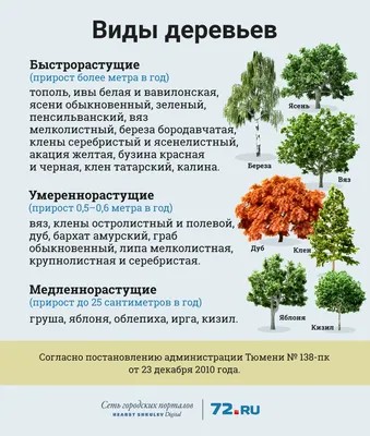 Расцветая в миг: Загляните в мир потрясающих быстрорастущих деревьев