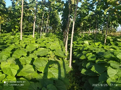 Время природы: Увидьте магию быстрорастущих деревьев на фотографиях