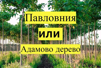 Таинственные великаны: Загляните в невероятный мир быстрорастущих деревьев