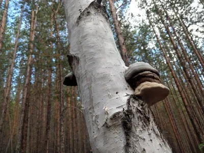 Волшебная Чага: фото священного дерева и его целебных свойств