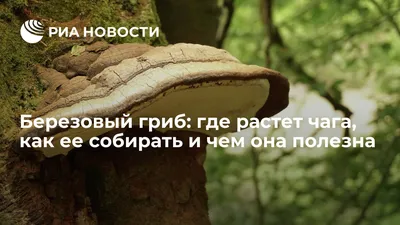 Фотк чаги на дереве в высоком качестве: природный симбиоз