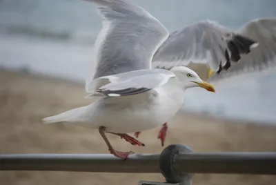 Нежная чайка на фото в высоком разрешении