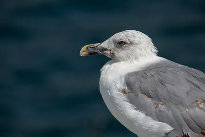 Фото чайки на песчаном пляже