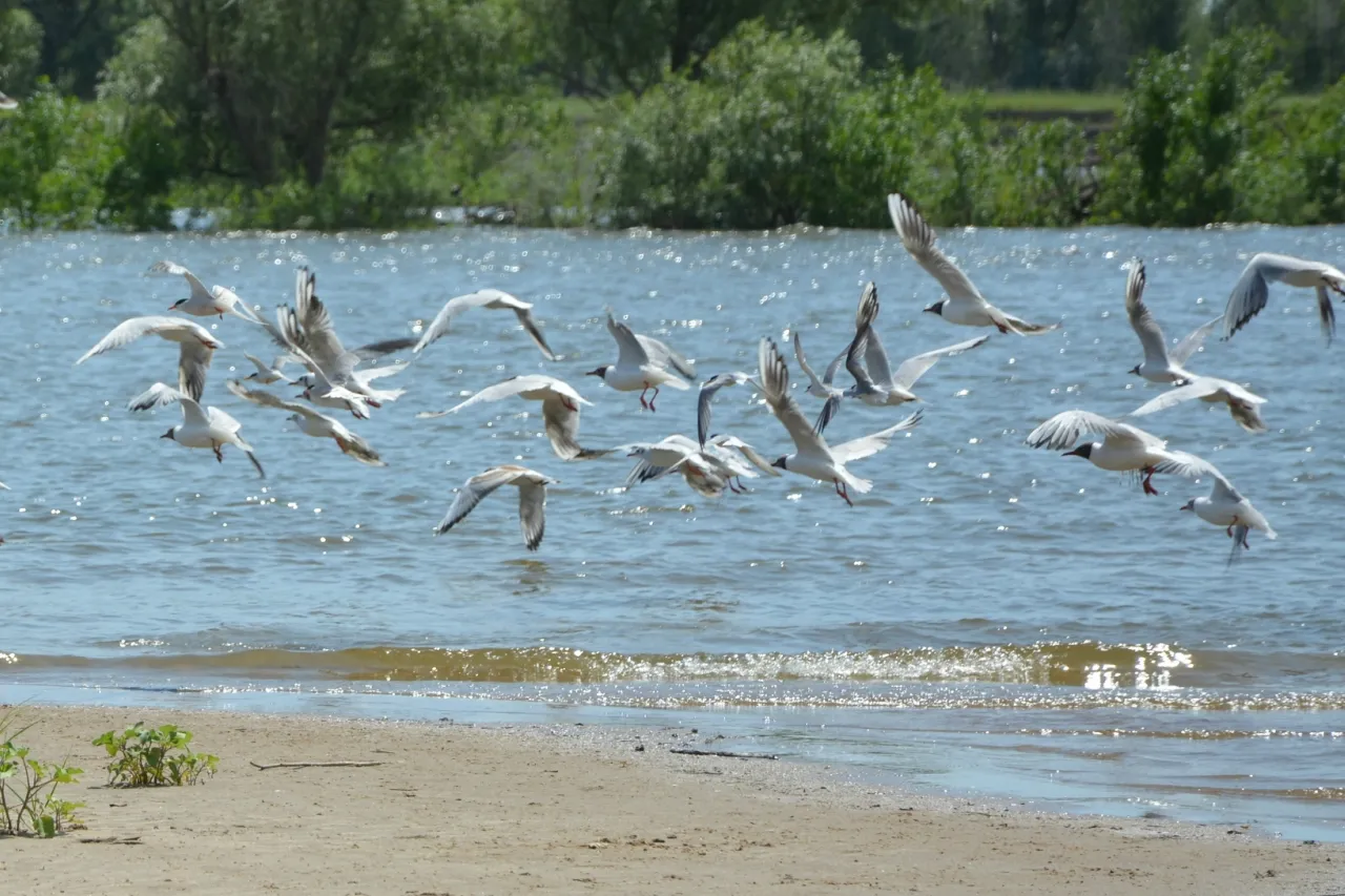 Сайт нижегородской чайки. Чайка Заря Ахтуба. Река Чайка Херсонская область. Чайка на реке. Чайки на речке.