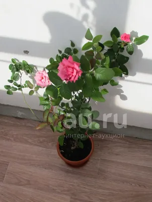 Фотография красивой комнатной розы для вашего выбора