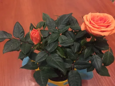 Изображение нежной чайной розы на ваш выбор