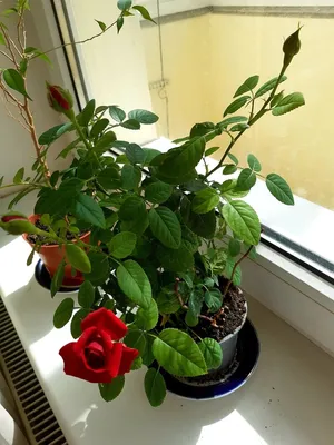 Фотография уникальной чайной розы, которую вы оцените