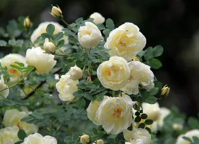 Большая Чайная роза куст