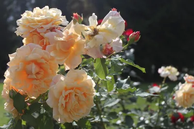 Крупная фотография Чайной розы куст