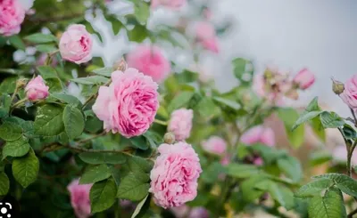 Фото Чайной розы куст в высоком разрешении