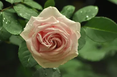 Крупное изображение Чайной розы куст