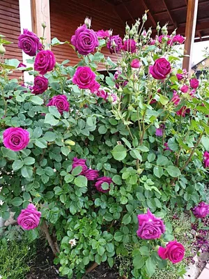 Изображение Чайной розы куст в png