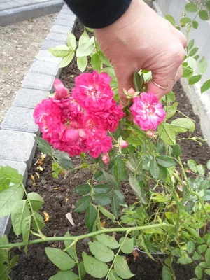 Изображение Чайной розы куст в webp