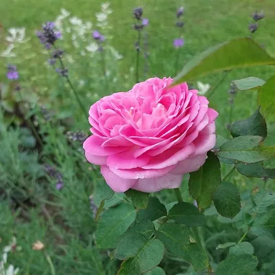 Фотография Чайной розы куст в jpg