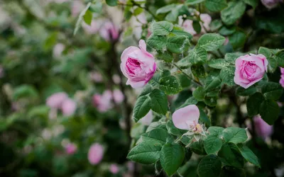 Фотография Чайной розы куст в png