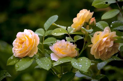 Фотография Чайной розы куст в webp
