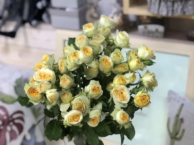 Фото Чайной розы куст с возможностью выбора размера