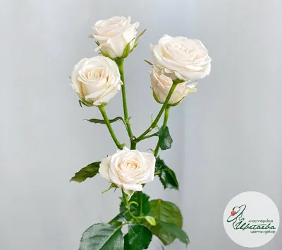 Фотография Чайной розы куст с выбором jpg, png, webp