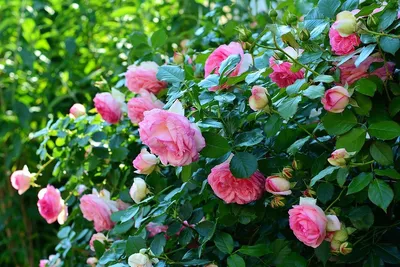 Красивая фотография Чайной розы куст