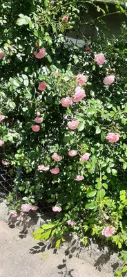 Фото Чайной розы куст для скачивания