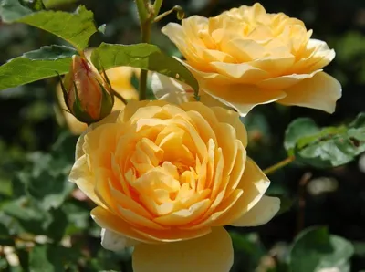 Изображение Чайной розы куст для сохранения в альбоме