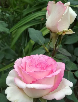 Роза Чайная куст фотка с выбором размера и формата
