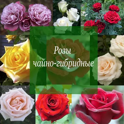 Фото чайной розы: выберите подходящий формат и размер