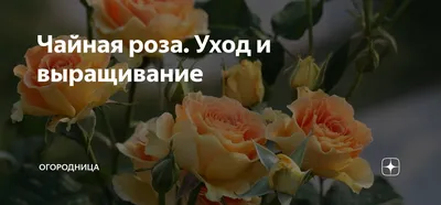 Фотка чайной розы: доступные форматы и размеры