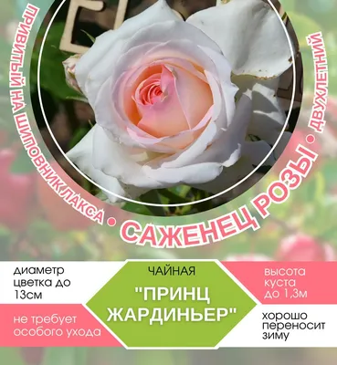 Фотография розы категории Чайная роза: какой формат выбрать