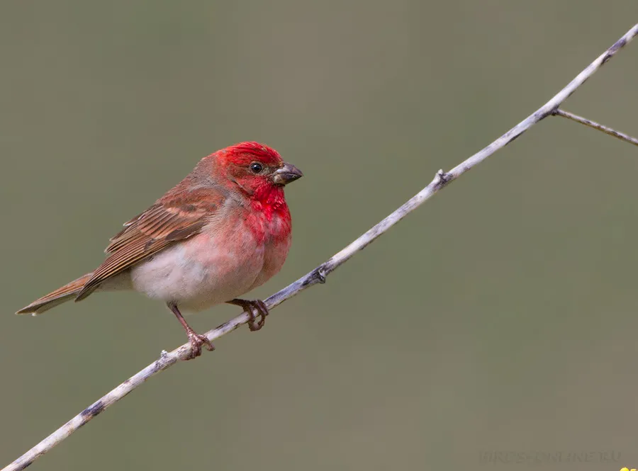 Чечевица - певчая птица: фото, описание, как содержать в неволе
