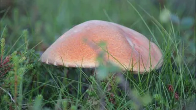 Фотка чекушки водки - доступна для загрузки в высоком качестве JPG